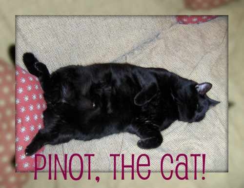 pinot-the-cat