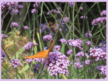 Butterfly in Pasadena California