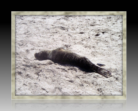 baby seal at Zuma beach