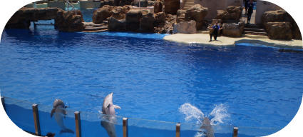 DolphinShow