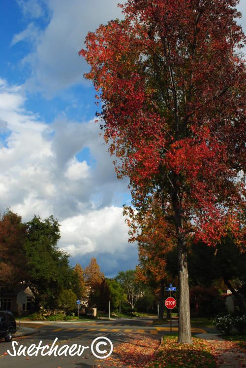 FALL TREE