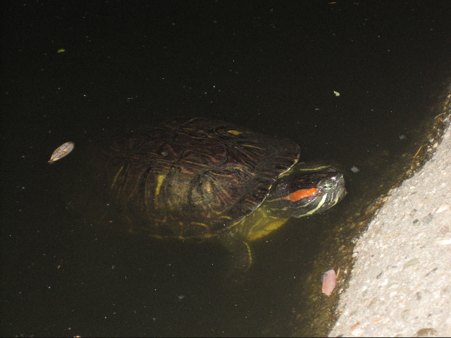 turtle pond Cal Tech