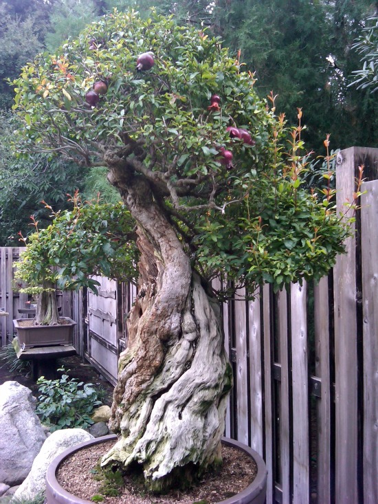 Bonsai pomegranate with quirky trunk