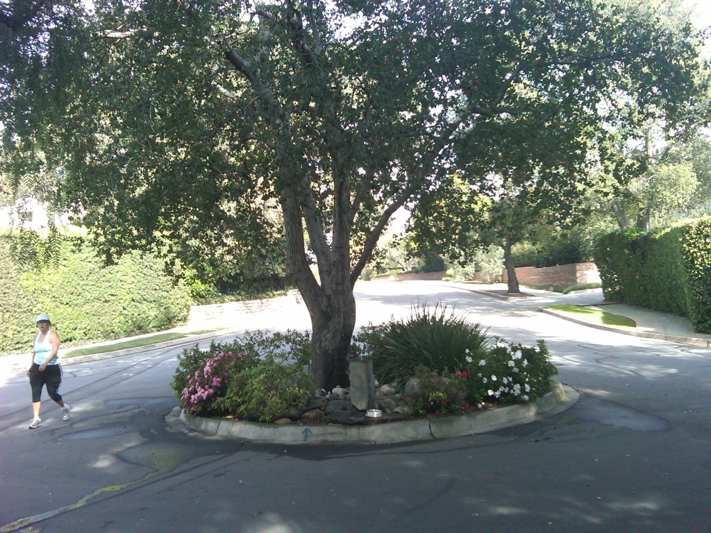 water fountain under a tree