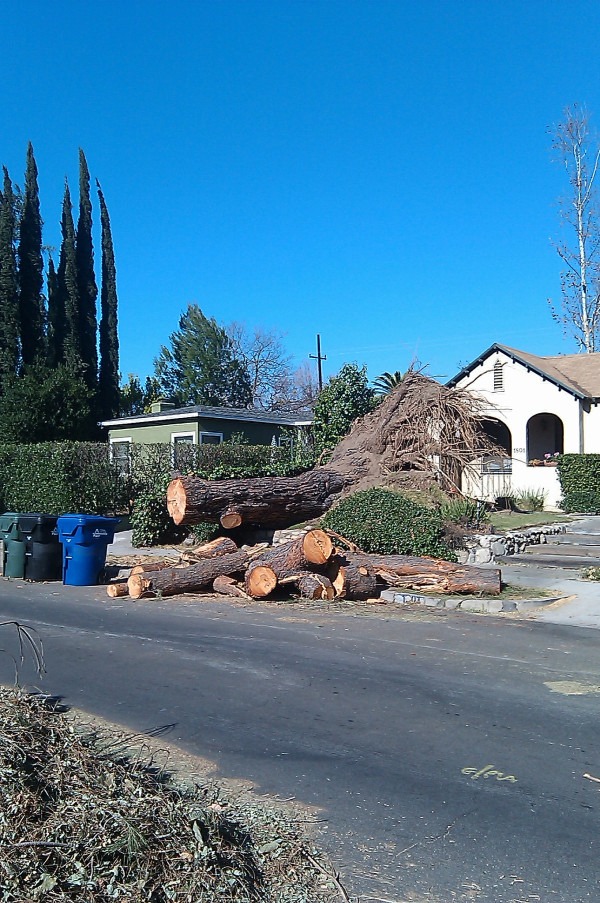 Altadena Windstorm Clean Up