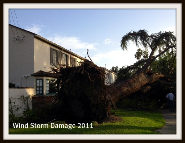 Uprooted Tree - Wind Storm Damage 2011