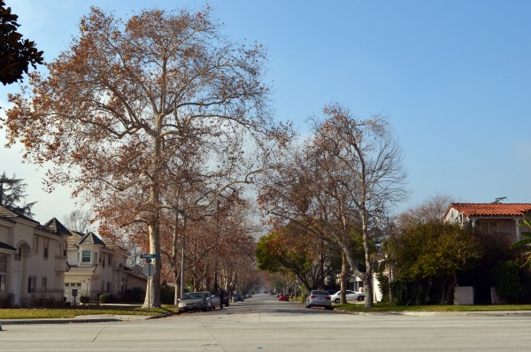 Beautiful Arcadia Street