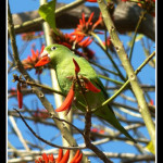 Pasadena Parrot