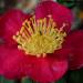 Camellia & Tea Festival @ Descanso Gardens