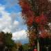 Sasha’s Sunday Spectrum – Fall Leaves