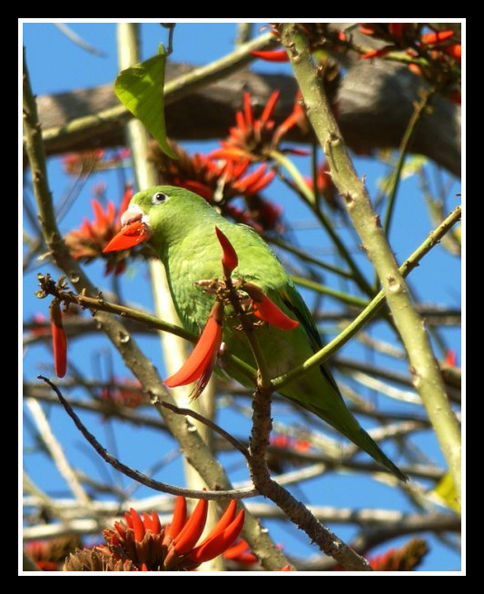 Pasadena parrot