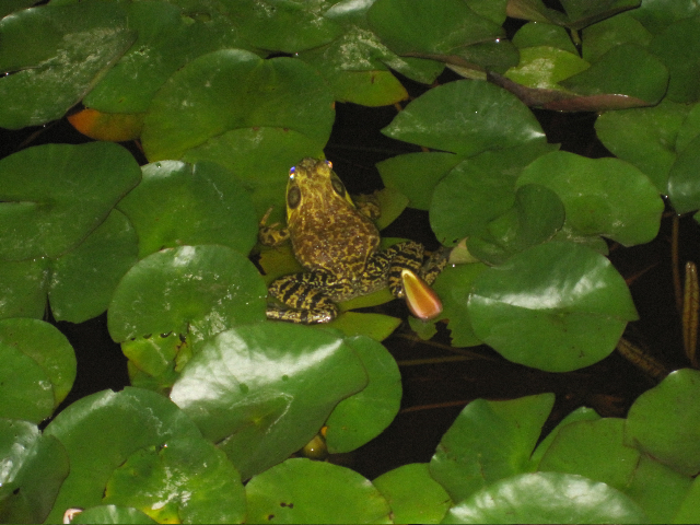 lily pond caltech