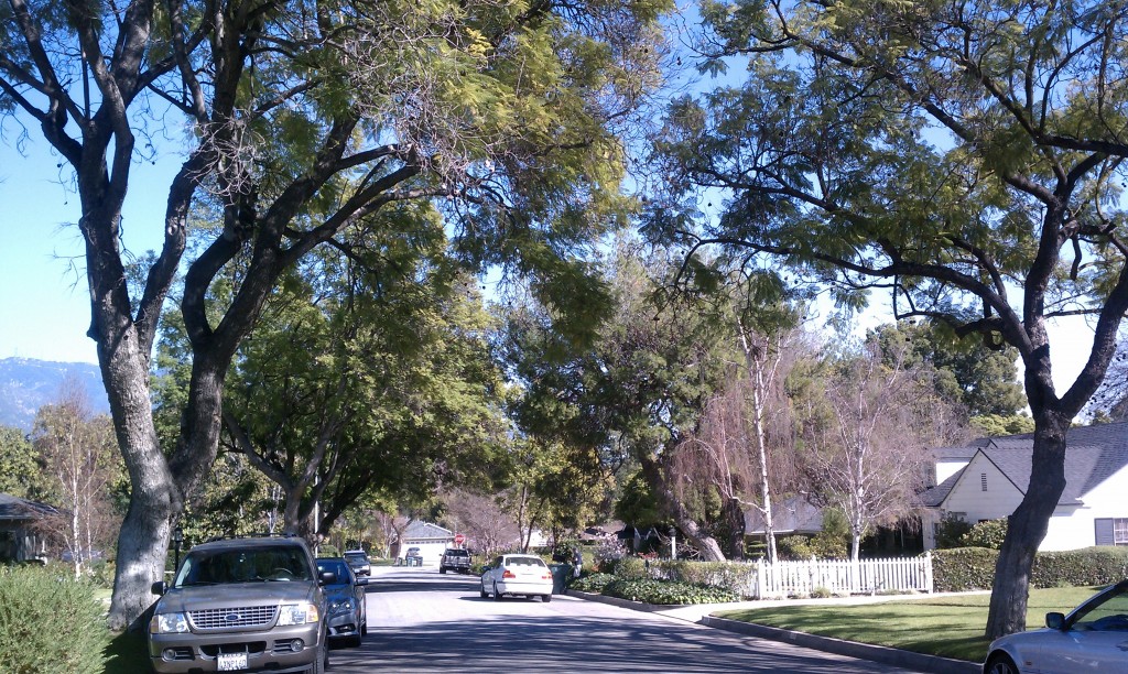Beautiful Tree-Lined Street