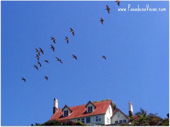 Zuma Pelicans