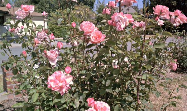 Roses are full bloom at 1833 N. Garfield Avenue home