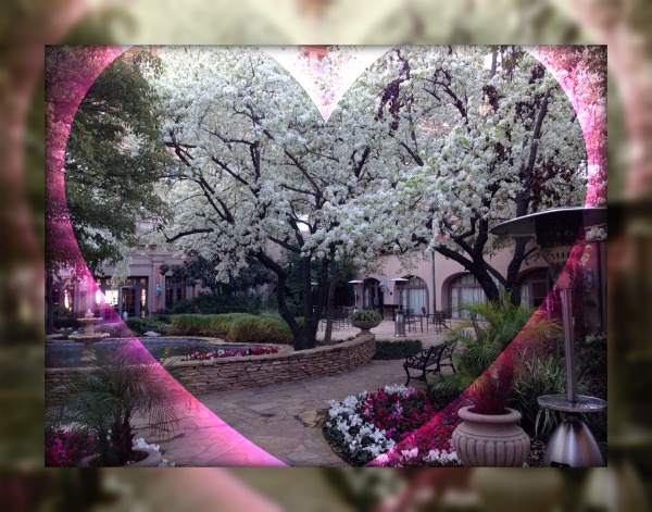 cherry blossoms at the Langham Pasadena
