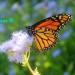 Sasha’s Sunday Spectrum:  Monarch Butterfly