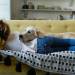 Why Pet-Friendly Homes Are in High Demand