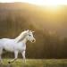 Today’s Real Estate Market: The ‘Unicorns’ Have Galloped Off